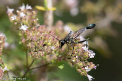 Eremnophila aureonotata
