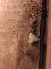 Rivula sericealis