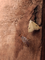 Rivula sericealis