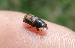 Chilothorax distinctus