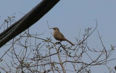 Toxostoma redivivum