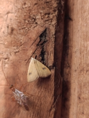 Rivula sericealis