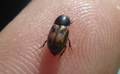 Chilothorax distinctus