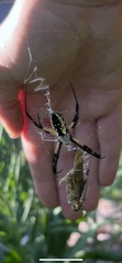 Argiope aurantia