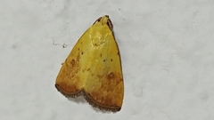 Marimatha botyoides