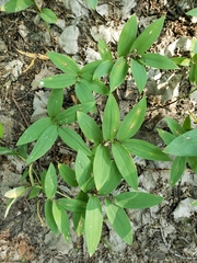 Maianthemum stellatum