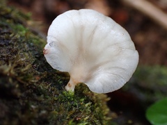 Scytinotus longinquus