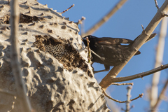 Icterus pyrrhopterus