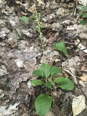Pyrola elliptica