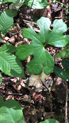 Sanguinaria canadensis