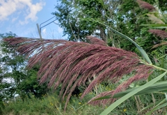 Phragmites australis australis