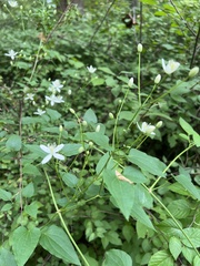 Clematis terniflora