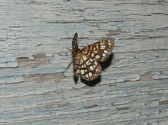 Chiasmia clathrata