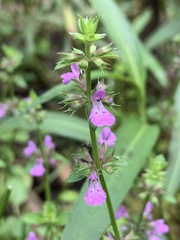 Stachys tenerrima