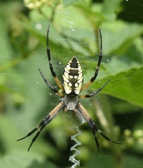 Argiope aurantia