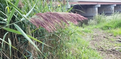 Phragmites australis australis