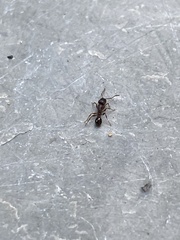 Tetramorium caespitum