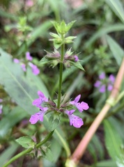Stachys tenerrima