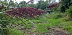 Phragmites australis australis