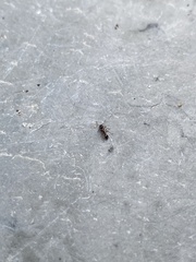 Tetramorium caespitum