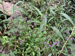 Stachys tenerrima