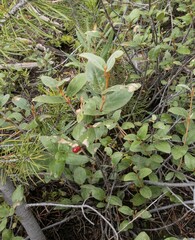 Shepherdia canadensis
