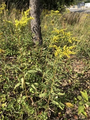 Solidago juncea