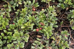 Arctostaphylos uva-ursi