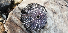Strongylocentrotus intermedius