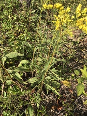 Solidago juncea