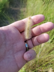 Setaria parviflora