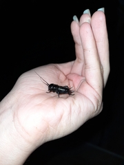 Gryllus campestris