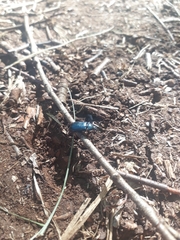 Platycerus
