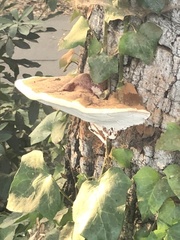 Ganoderma brownii