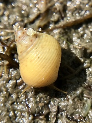 Littoraria irrorata