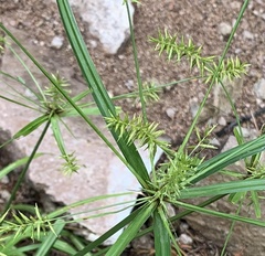 Cyperus