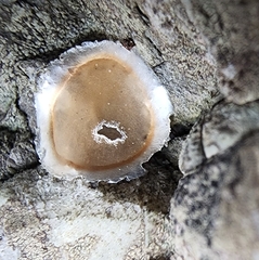 Fungi