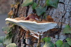 Ganoderma brownii