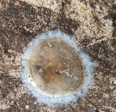 Fungi