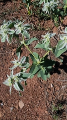 Euphorbia marginata