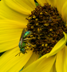 Agapostemon texanus