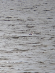 Podiceps cristatus