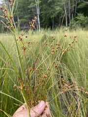 Cladium mariscoides