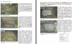 Dicranella cerviculata