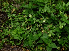 Silene baccifera