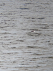 Podiceps cristatus