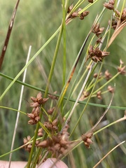 Cladium mariscoides