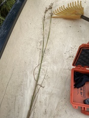 Cladium mariscoides