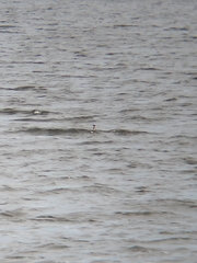 Podiceps cristatus