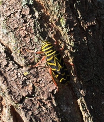 Megacyllene robiniae